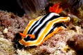 Chromodoris nudibranch kapoposang scuba diver diving Royalty Free Stock Photo