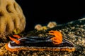 Chromodoris quadricolor in the Red Sea