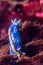 Chromodoris sp. 2 Royalty Free Stock Photo