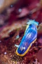 Chromodoris sp. 2 Royalty Free Stock Photo