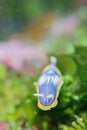 Chromodoris sp. 2 Royalty Free Stock Photo