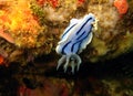 Chromodoris Willani Royalty Free Stock Photo