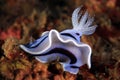Chromodoris Willani Royalty Free Stock Photo