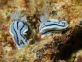 Chromodoris willani Royalty Free Stock Photo