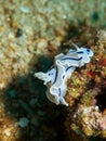 Chromodoris willani Royalty Free Stock Photo