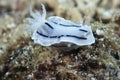 Chromodoris willani Nudibranch Royalty Free Stock Photo