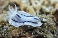 Chromodoris willani Nudibranch Royalty Free Stock Photo