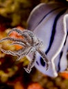 Chromodoris willani nudibranch gills