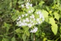 Chromolaena odorata flowers in bloom with a blurred natural Royalty Free Stock Photo