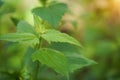 Chromolaena Odorata growing