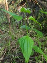 Chromolaena odorata plant
