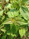Chromolaena odorata is a weed that is efficacious as a herbal medicine