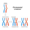 Chromosomal crossover. maternal & paternal Homologous chromosomes Royalty Free Stock Photo