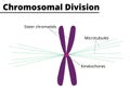 Chromosomal division process didatic illustration.