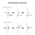 Chromosomal inversion. paracentric and pericentric