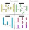 Chromosomal Mutations Structural Modifications Infographic Diagram