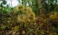 Chromosomal orodata flowers and seeds, Siam weed, Christmas bush, devil weed, common floss flower