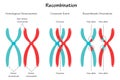 Chromosomal Recombination Vector Presentation Slide