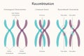 Chromosomal Recombination Vector Presentation Slide Royalty Free Stock Photo