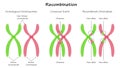 Chromosomal Recombination Vector Presentation Slide Royalty Free Stock Photo
