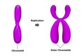 Chromosomal replication during the interphase