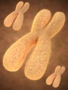 Chromosome Royalty Free Stock Photo