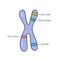 Vector illustration of Chromosome. Doodle style Royalty Free Stock Photo