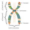 Chromosome diagram vector