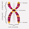 Chromosome diagram vector