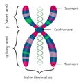 Chromosome diagram vector