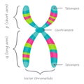 Diagram of autosome chromosome educational science graphic Royalty Free Stock Photo