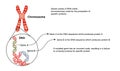 Chromosome and DNA