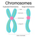 Structure of gene and chromosome. Royalty Free Stock Photo