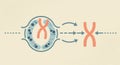 Chromosome Separation Illustration Showing Cell Division Process with Arrows Royalty Free Stock Photo