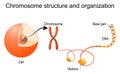 Chromosome structure and organization