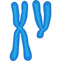 Chromosome vector biology x and y dna cell icon Royalty Free Stock Photo