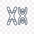 Chromosome vector icon isolated on transparent background, linear Chromosome transparency concept can be used web and mobile