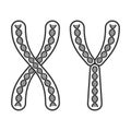 Chromosome X and Y Set on White Background. Vector Royalty Free Stock Photo
