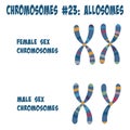 Chromosome pair number 23: Sex Chromosomes call Allosomes Royalty Free Stock Photo
