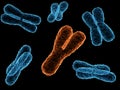 Chromosomes