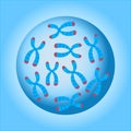 Chromosomes Cell Nucleus
