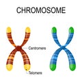 Chromosomes with centrosomes and telomeres Royalty Free Stock Photo