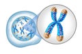 Chromosomes Concept