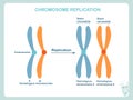 Chromosomes replication scheme in blue and orange colour. Design element stock vector illustration