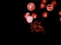 Chromosomes under fluorescence microscope, red colored Human chromosomes from blood