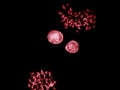 Chromosomes under fluorescence microscope, red colored Human chromosomes from blood