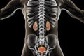 Chronic glomerulonephritis, gross pathology