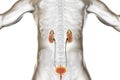 Chronic glomerulonephritis, gross pathology