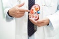 Chronic kidney disease, doctor with model for treatment urinary system, urology, Estimated glomerular filtration rate eGFR