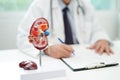 Chronic kidney disease, doctor with model for treatment urinary system, urology, Estimated glomerular filtration rate eGFR